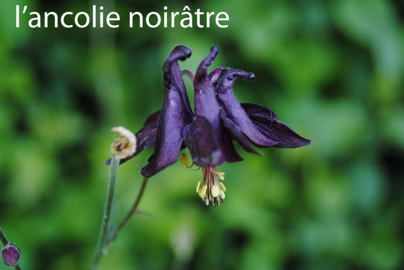 l ancolie noirA tre