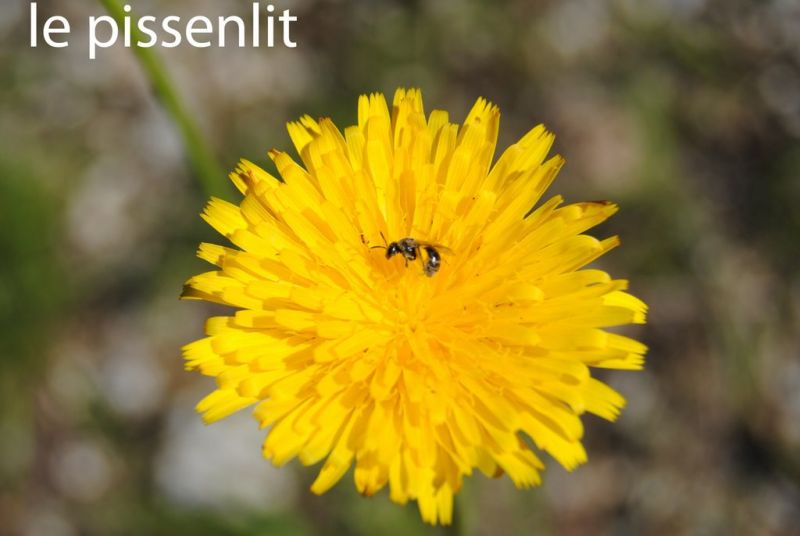 le pissenlit