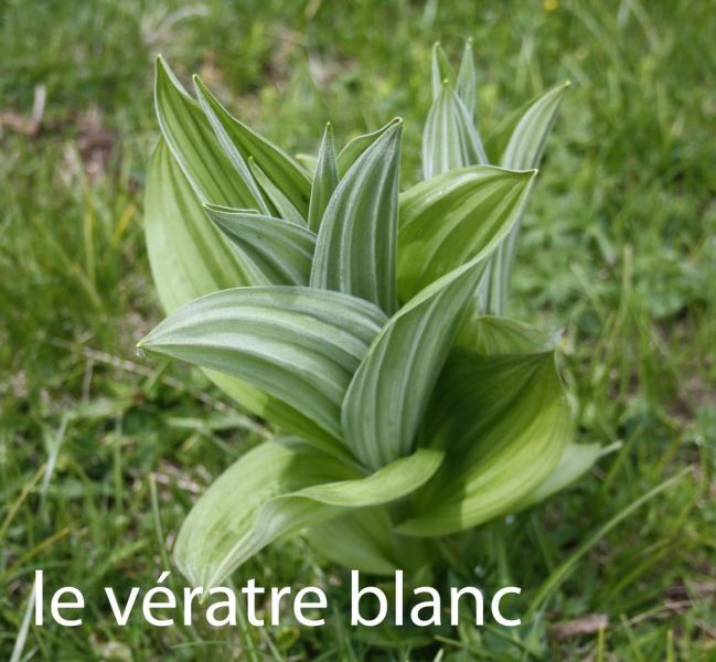 le vA ratre blanc