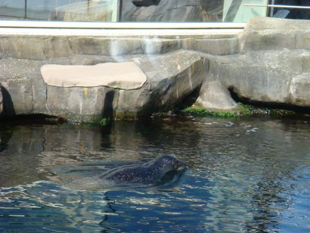 J4 oceanopolis 008