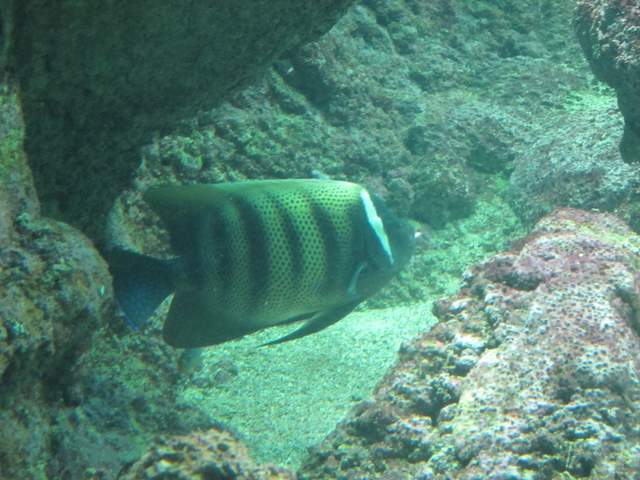 J4 oceanopolis 088