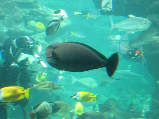 J4 oceanopolis 091