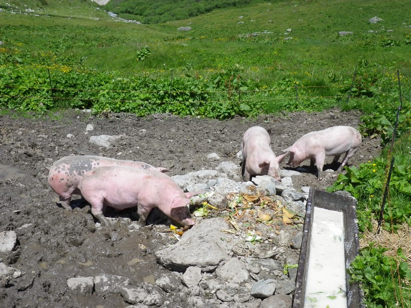 103-Cochons d'alpage
