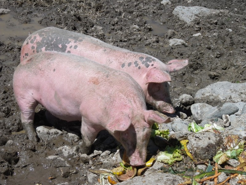 104-Cochons d'alpage