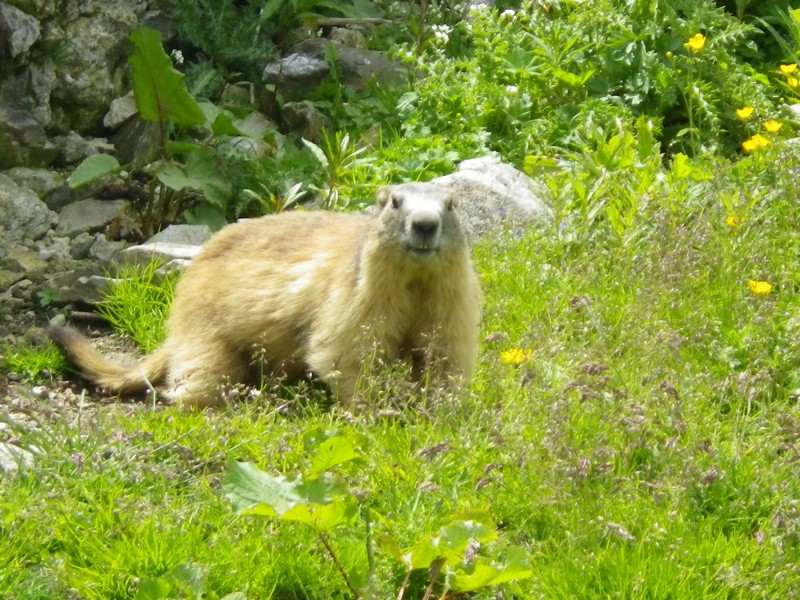 84-Une mamotte peu farouche