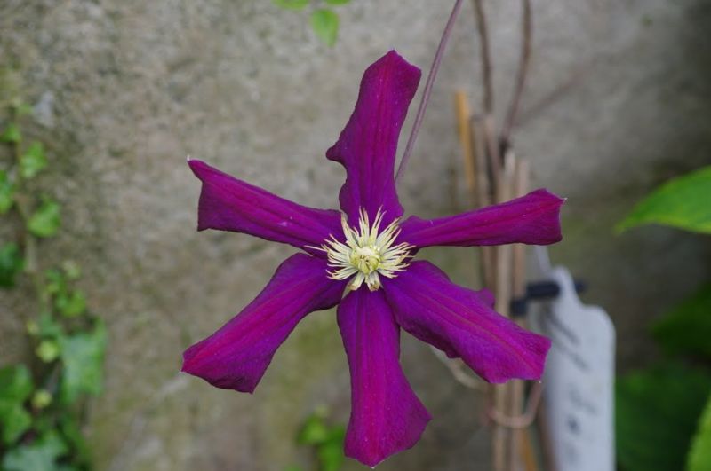 IMGP2167