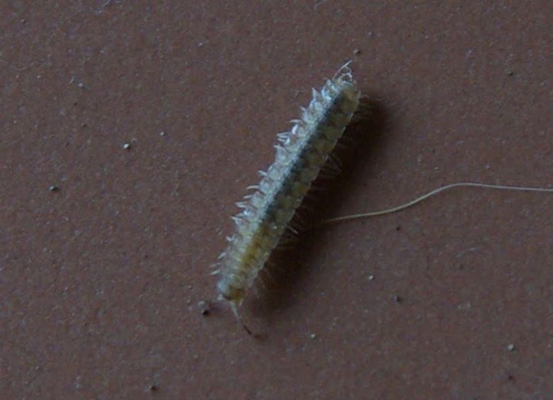 IMGP0795